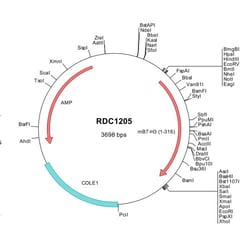 R&D Systems™ Mouse B7-H3 (NP_598744) VersaClone cDNA
