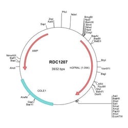R&D Systems™ Human GFR alpha-like (NP_997293) VersaClone cDNA