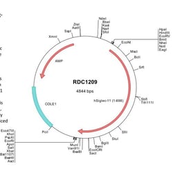 R&D Systems™ Human Siglec-11 (NP_443116) VersaClone cDNA