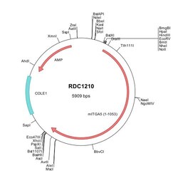R&D Systems&trade;&nbsp;Mouse Integrin alpha 5 (NP_034707) VersaClone cDNA
