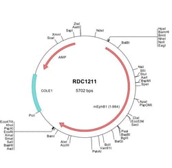 R D Systems Mouse EphB1 (NP_775623) VersaClone cDNA 10 &mu;g | Buy Online | R&amp;D Systems&trade; | Fisher Scientific