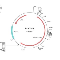 R&D Systems&trade;&nbsp;Mouse Flt-3/Flk-2 (NP_034359) VersaClone cDNA