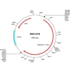 R&D Systems&trade;&nbsp;Human BMPR-II (NP_001195) VersaClone cDNA