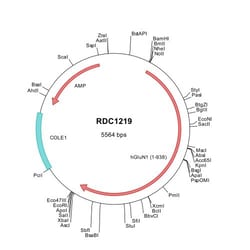 R&D Systems&trade;&nbsp;Human GRIN1/NMDAR1 (NP_015566) VersaClone cDNA