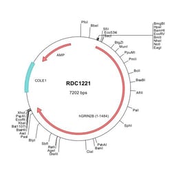 R&D Systems&trade;&nbsp;Human GRIN2B/NMDAR2B (NP_000825) VersaClone cDNA