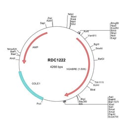 R&D Systems™ Human GABA-A R epsilon (NP_004952) VersaClone cDNA