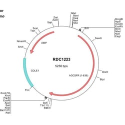 R&D Systems&trade;&nbsp;Human G-CSFR/CD114 (NP_000751) VersaClone cDNA