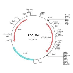 R&D Systems™ Human CD1b (NP_001755) VersaClone cDNA