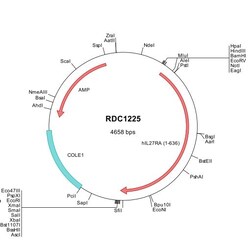 R&D Systems&trade;&nbsp;Human IL-27 R alpha/WSX-1/TCCR (NP_004834) VersaClone cDNA