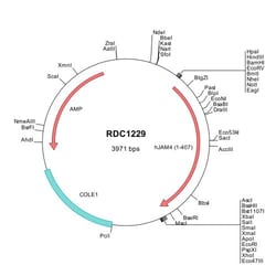 R&D Systems™ Human JAM-4/IGSF5 (NP_001073913) VersaClone cDNA