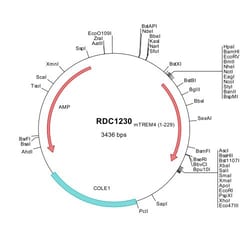 R&D Systems&trade;&nbsp;Mouse TREM-4 (NP_848911) VersaClone cDNA