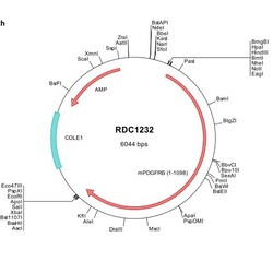 R D Systems Mouse PDGF R beta (NP_032835) VersaClone cDNA 10 &mu;g | Buy Online | R&amp;D Systems&trade; | Fisher Scientific