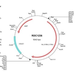 R&D Systems&trade;&nbsp;Human IL-31RA (NP_620586) VersaClone cDNA