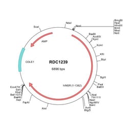 R&D Systems&trade;&nbsp;Human Insulin R/CD220 (NP_000199) VersaClone cDNA