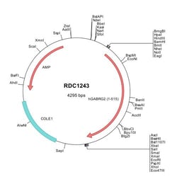 R&D Systems&trade;&nbsp;Human GABA-A R gamma 2 (NP_944493) VersaClone cDNA