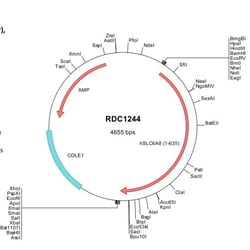 R&D Systems™ Human SLC6A8 (NP_005620) VersaClone cDNA