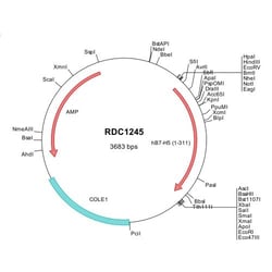 R&D Systems&trade;&nbsp;Human VISTA/B7-H5/PD-1H (NP_071436) VersaClone cDNA