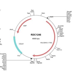 R D Systems Human GlyT1/SLC6A9 (NP_964012) VersaClone cDNA 10 &mu;g | Buy Online | R&amp;D Systems&trade; | Fisher Scientific