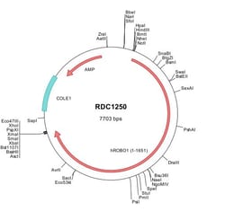 R&D Systems&trade;&nbsp;Human ROBO1 (NP_002932) VersaClone cDNA