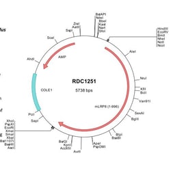 R D Systems Mouse Apolipoprotein E R2/ApoE R2 (Q924X6) VersaClone cDNA 10 &mu;g | Buy Online | R&amp;D Systems&trade; | Fisher Scientific