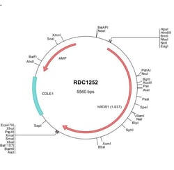 R&D Systems&trade;&nbsp;Human ROR1 (NP_005003) VersaClone cDNA
