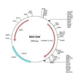 R&D Systems&trade;&nbsp;Mouse CRHR1 (NP_031788) VersaClone cDNA