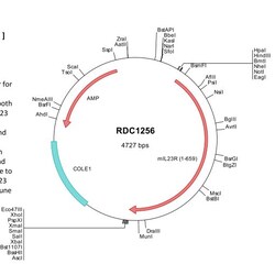 R&D Systems&trade;&nbsp;Mouse IL-23R (NP_653131) VersaClone cDNA