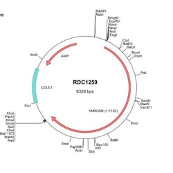 R&D Systems&trade;&nbsp;Human NrCAM (NP_001180512) VersaClone cDNA