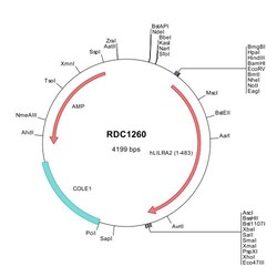 R&D Systems™ Human LILRA2/CD85h/ILT1 (NP_001124389) VersaClone cDNA