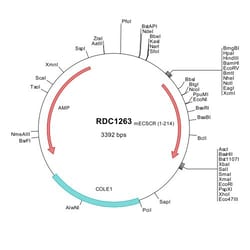 R&D Systems&trade;&nbsp;Mouse ECSCR (Q3TZW0) VersaClone cDNA