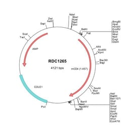 R&D Systems&trade;&nbsp;Mouse CD4 (NP_038516) VersaClone cDNA