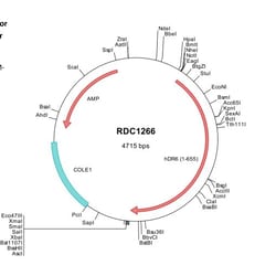 R&D Systems&trade;&nbsp;Human DR6/TNFRSF21 (NP_055267) VersaClone cDNA