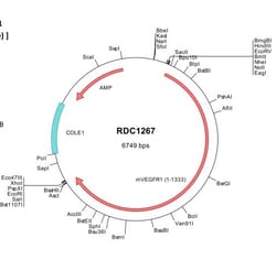 R&D Systems&trade;&nbsp;Mouse VEGFR1/Flt-1 (NP_034358) VersaClone cDNA