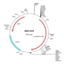 R&D Systems™ Human TGF-beta RII (NP_003233) VersaClone cDNA