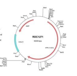 R&D Systems&trade;&nbsp;Human Progesterone R B/NR3C3 (NP_000917) VersaClone cDNA