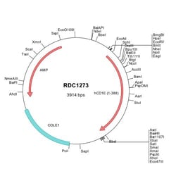 R&D Systems&trade;&nbsp;Human CD1e (CAB93150) VersaClone cDNA