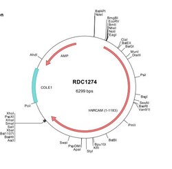 R&D Systems&trade;&nbsp;Human NrCAM (NP_005001) VersaClone cDNA