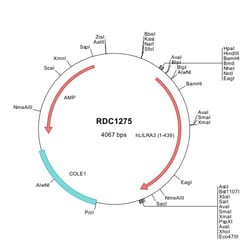 R&D Systems&trade;&nbsp;Human LILRA3/CD85e (NP_006856) VersaClone cDNA