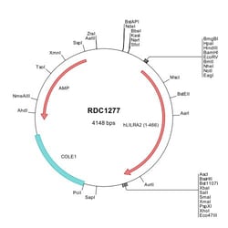 R D Systems Human LILRA2/CD85h/ILT1 (NP_006857) VersaClone cDNA 10 &mu;g | Buy Online | R&amp;D Systems&trade; | Fisher Scientific