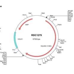 R&D Systems™ Human EphB2 (NP_059145) VersaClone cDNA