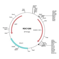R&D Systems™ Human Connexin 36/GJD2 (NP_065711) VersaClone cDNA