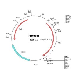 R&D Systems&trade;&nbsp;Mouse VSIG8 (NP_808391) VersaClone cDNA