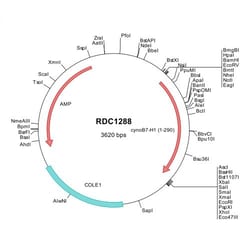 R&D Systems&trade;&nbsp;Cynomolgus Monkey PD-L1/B7-H1 (XP_005581836) VersaClone cDNA