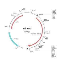 R&D Systems™ Human IL-10 R alpha (NP_001549) VersaClone cDNA