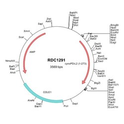 R&D Systems&trade;&nbsp;Cynomolgus Monkey PD-L2/B7-DC (XP_005581839) VersaClone cDNA