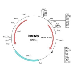 R D Systems Human 4-1BB/TNFRSF9/CD137 (NP_001552) VersaClone cDNA 10 &mu;g | Buy Online | R&amp;D Systems&trade; | Fisher Scientific