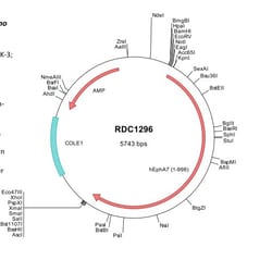 R&D Systems&trade;&nbsp;Human EphA7 (NP_004431) VersaClone cDNA