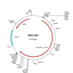 R&D Systems&trade;&nbsp;Human EphA6 (NP_001073917) VersaClone cDNA