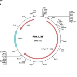 R&D Systems&trade;&nbsp;Mouse Tie-2 (NP_038718) VersaClone cDNA