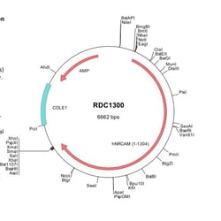 R&D Systems™ Human NrCAM (NP_001032209) VersaClone cDNA